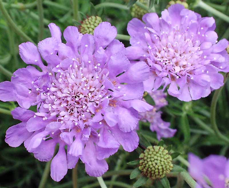 Scabiosa 'Butterfly Blue' (Pincushion Flower)